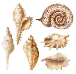 Hand drawn watercolor set of seashells on white background