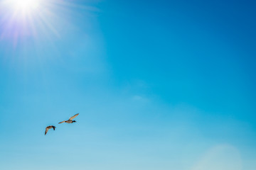 Flying ducks 