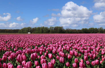 Purple tulips in Holland