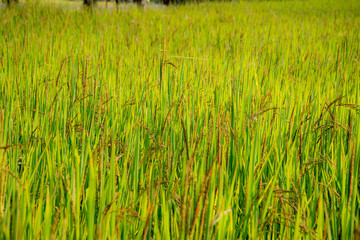 A riceberry field, farm, plantation