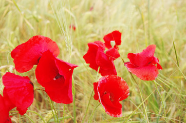   Red poppies on a wheat field.