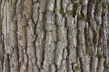 Fototapeta premium The texture of the bark of an old tree covered with moss