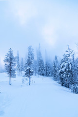 Winter forest, snow Blizzard and trees in the snow.