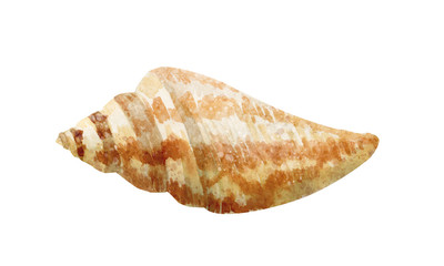 Hand drawn watercolor sea shell on white background