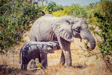 Fototapeta premium picture of a mom and baby African elephant in Ruaha National Park, Tanzania, Africa.