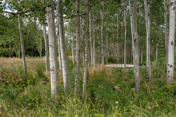 Birch grove in Reford gardens, Metis sur mer, Quebec, Canada