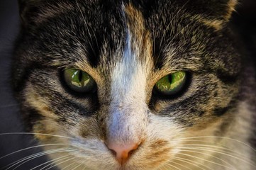 cat's eyes