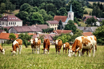 Fototapeta na wymiar Herd of cows on the pasture by the village