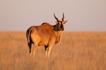 Male eland antelope (Tragelaphus oryx) in late afternoon light, Mokala National Park, South Africa.