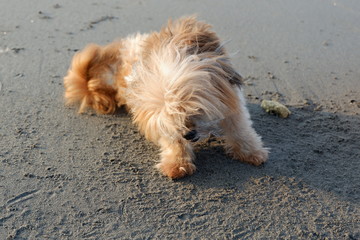 very cute dog playing on the beach