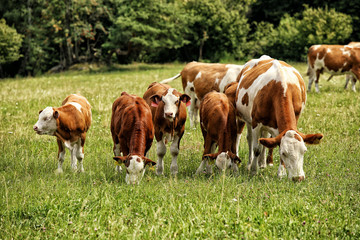 Fototapeta na wymiar Group of cows of different sizes on pasture
