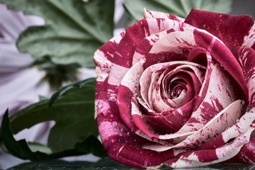 Red and white rose flower head. 