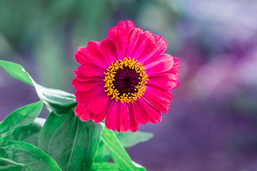 Obraz premium Pink flower zinnia on the blurry colored background_