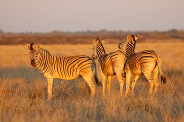 Plains zebras (Equus burchelli) in late afternoon light, Mokala National Park, South Africa.