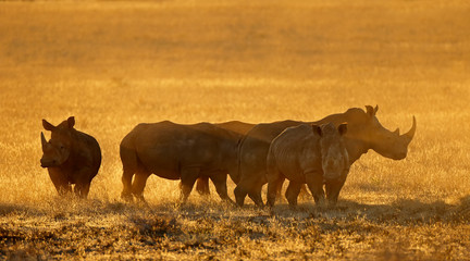 Group of white rhinoceros (Ceratotherium simum) in dust at sunset, South Africa. © EcoView