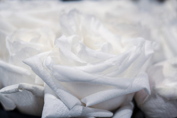 Obraz premium White rose