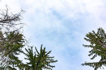 The tops of the fir trees on a slightly cloudy winter day against the blue sky.