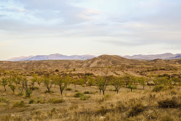 almond trees steppe spain