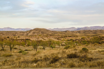 almond trees in the mountains of a grassland in spain