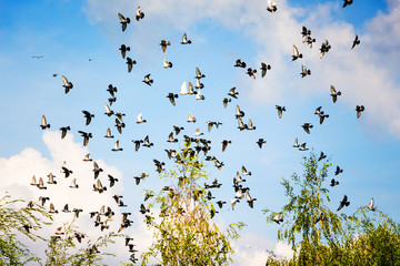 Many pigeons fly  on the background the clouds in the blue sky_