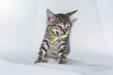Beautiful one month old kittens, portrayed on a white background.