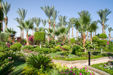 Fototapeta na wymiar Garden Landscaping Design with trees, shrubs and flowers in Egypt