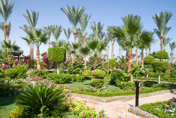 Fototapeta premium Garden Landscaping Design with trees, shrubs and flowers in Egypt