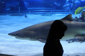 Silhouette of a girl on the background of a swimming shark