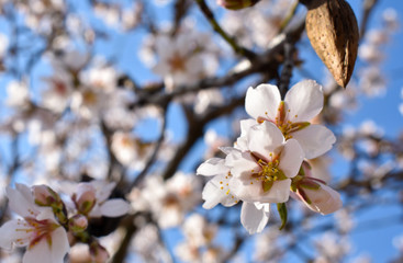 some almond white flowers at the end of a branch of an almond tree in a spring day with a floral background plenty of flowers of the springtime