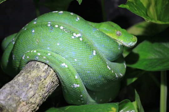 sleeping green snake
