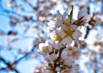 some almond white flowers at the end of a branch of an almond tree in a spring day with a floral background plenty of flowers of the springtime
