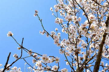 some almond white flowers at the end of branches of an almond tree in a spring day with a floral background plenty of flowers of the springtime