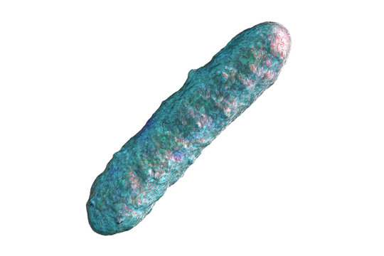 Microbe, microorganism, rod-shaped bacterium. 3D illustration of medically important bacteria