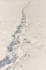 horse tracks on snow background