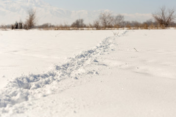horse tracks on snow background