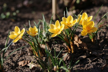 Ge&ouml;ffnete Krokusbl&uuml;ten
