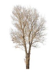 Fototapeta na wymiar bare tree on white background