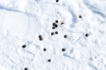 sheep shit in the snow