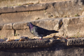 Obraz premium palomo