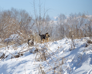 winter, dogs in nature