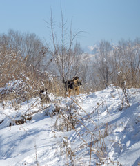 winter, dogs in nature
