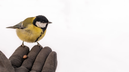 Fototapeta premium Tit sitting in the winter on the palm. Background with copy space.
