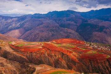 Fantastic scenery of wheat terraces on the mountains.
