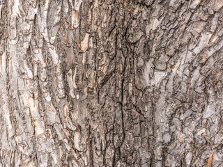 The bark of an old tree. Larch bark.