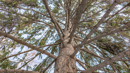 Spruce crown against the blue sky on a clear winter day