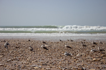 M&ouml;wen am Strand