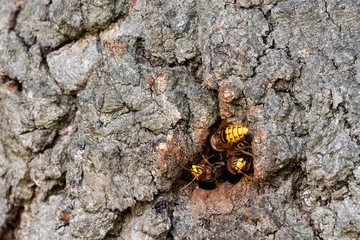 Hornissennest im Baum