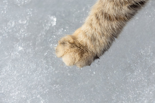 cat foot on snow background