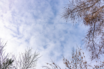 Thin branches of a larch on a slightly cloudy winter day against the blue sky.