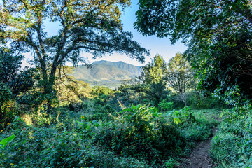 Dirt woodland footpath, Guatemala, Central America